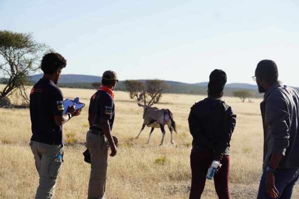 Wildlife Vet Course 2022 - Oryx procedure at Etosha Heights PR, Namibia © GCF