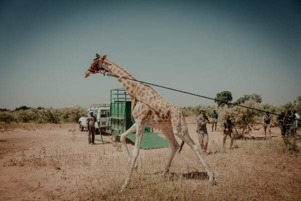 2 Giraffe Capture in 'Giraffe Zone' (c) WAC:GCF