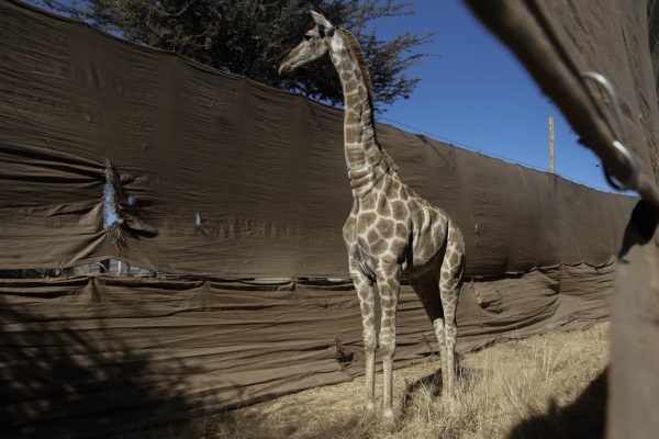 Giraffe capture, in boma 2 (c) GCF