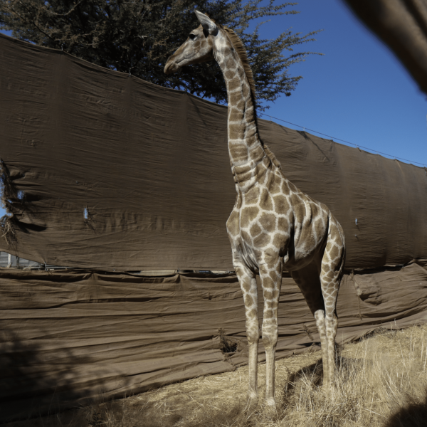 Giraffe capture, in boma 2 (c) GCF