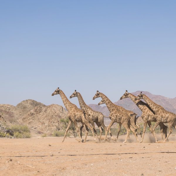 Giraffe release in Iona NP, Angola (c) Casey Crafford