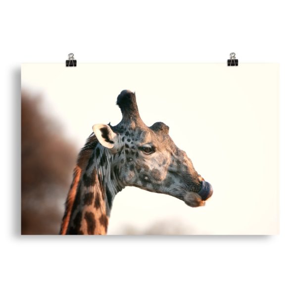 Sale for Giraffe3