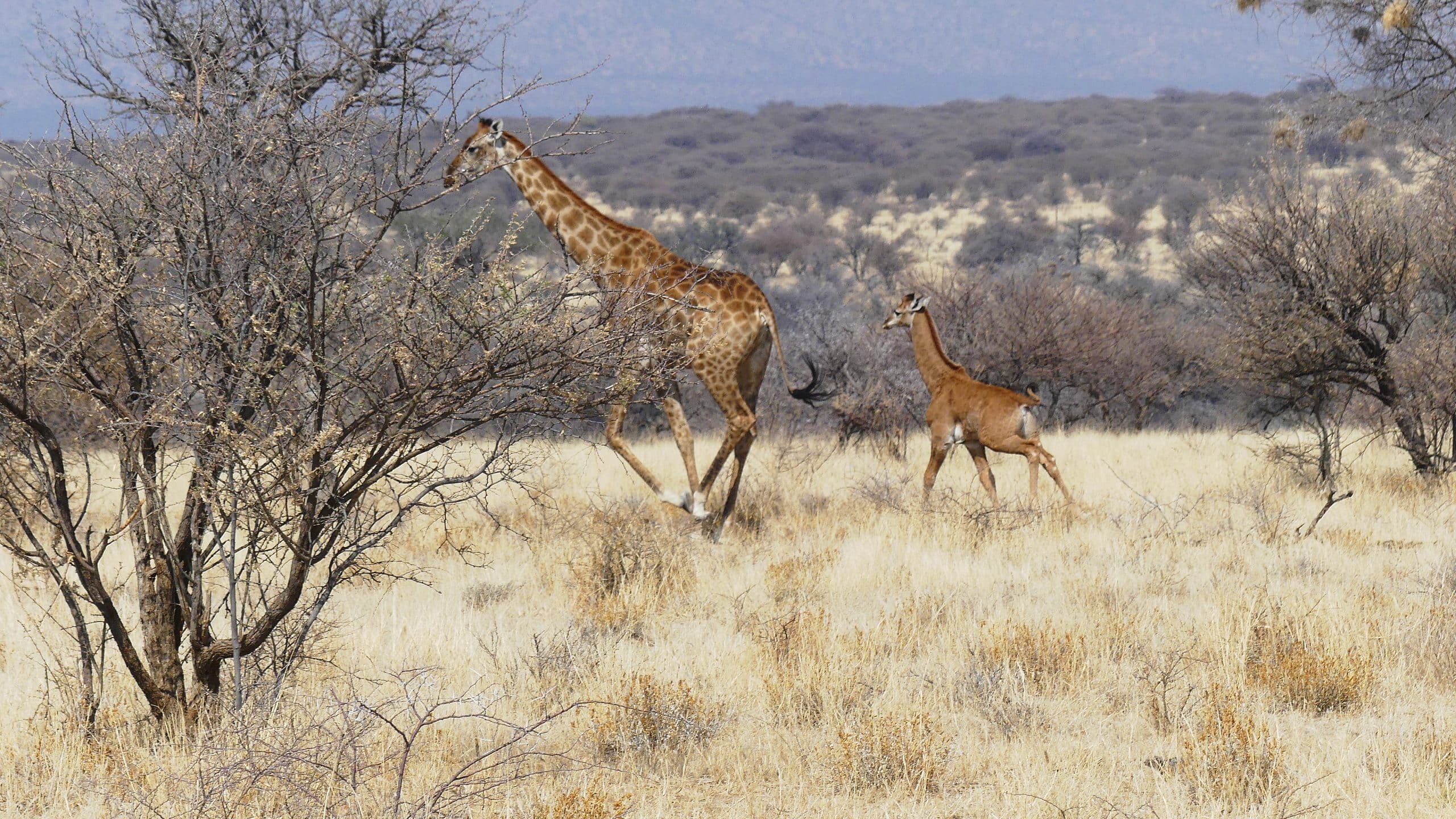 Seeing double – spotless giraffe in Namibia
