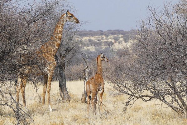 Spotless Giraffe and mother in Namibia 2 (c) Eckart Demasius & GCF