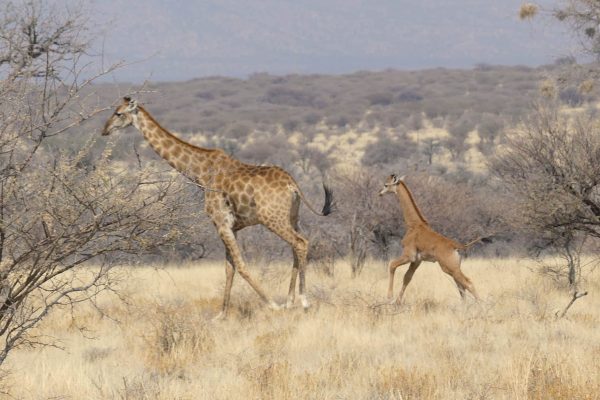 Spotless Giraffe and mother in Namibia (c) Eckart Demasius & GCF