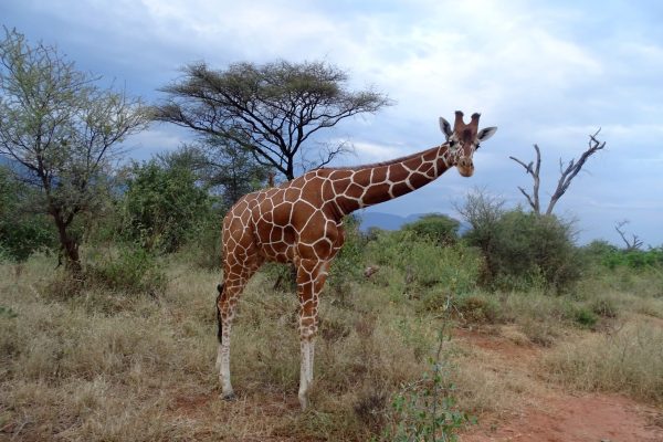 1 Reticulated giraffe looking at the camera in Kenya © Twiga Walinzi