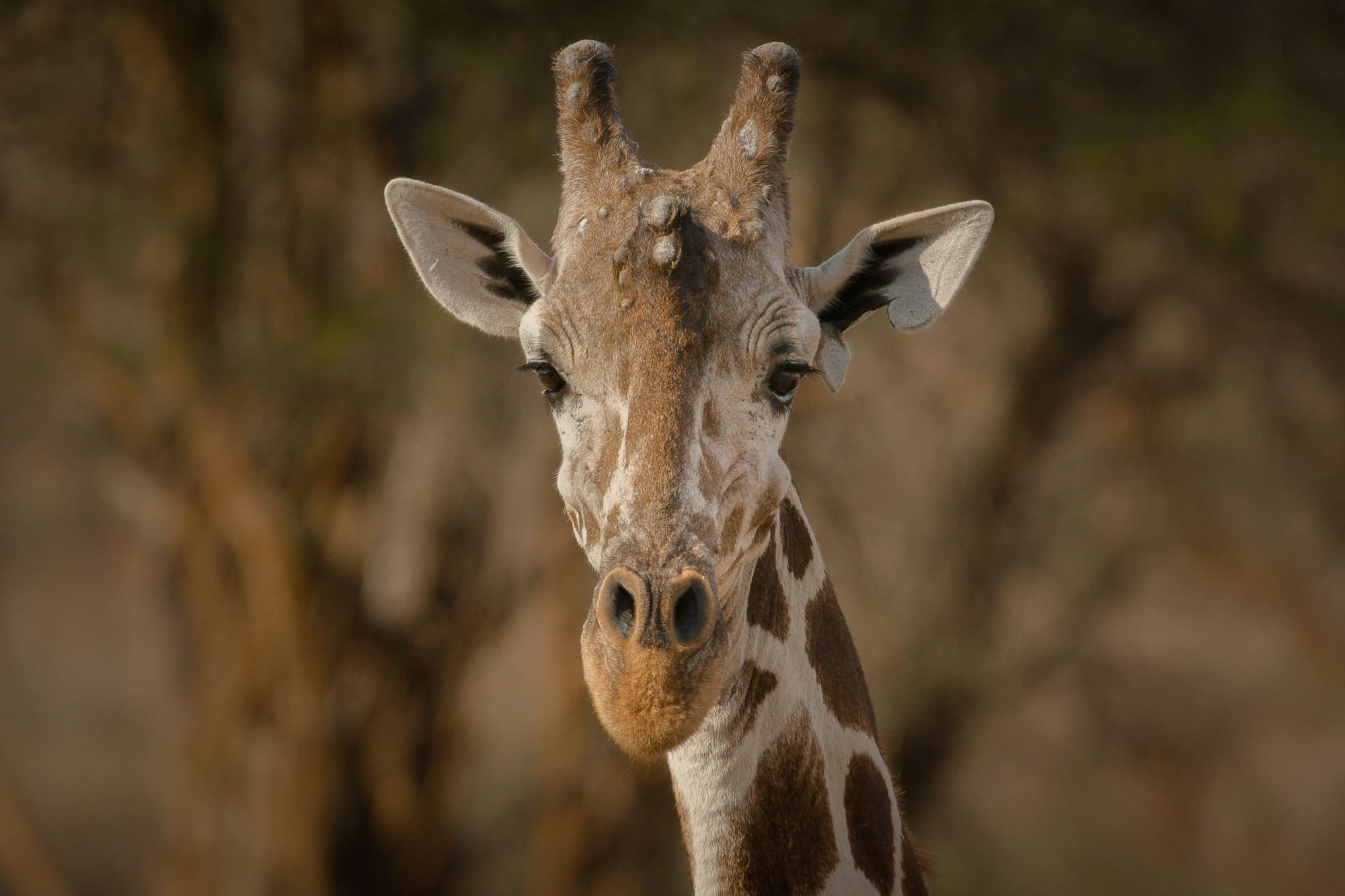 Giraffe reveal stunning genetic diversity