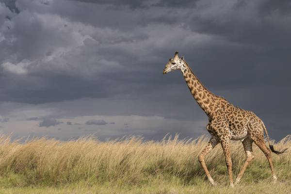 Masai giraffe in storm © GCF & Felix Rome