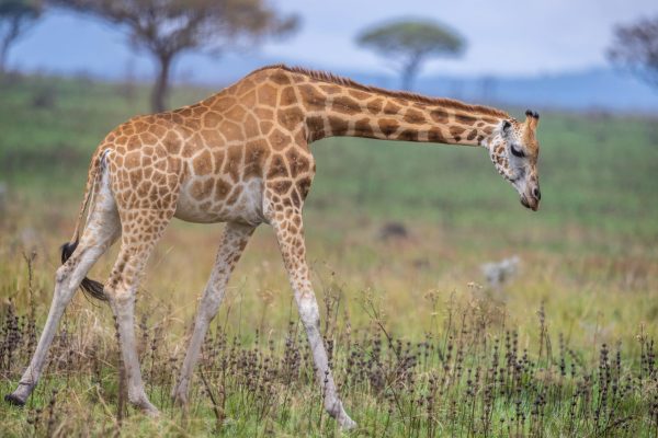 Nubian giraffe calf (c) GCF & TonyWild