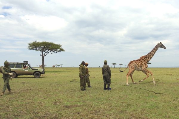 Post 6A - Day3, Getting giraffe up, Lemek Conservancy, Masai Mara, Kenya (c) GCF (1)