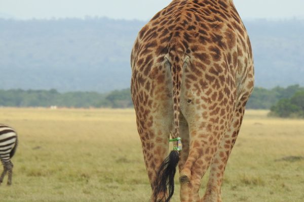 Post 6C - Day3, Tagged giraffe, Lemek Conservancy, Masai Mara, Kenya (c) GCF (1)