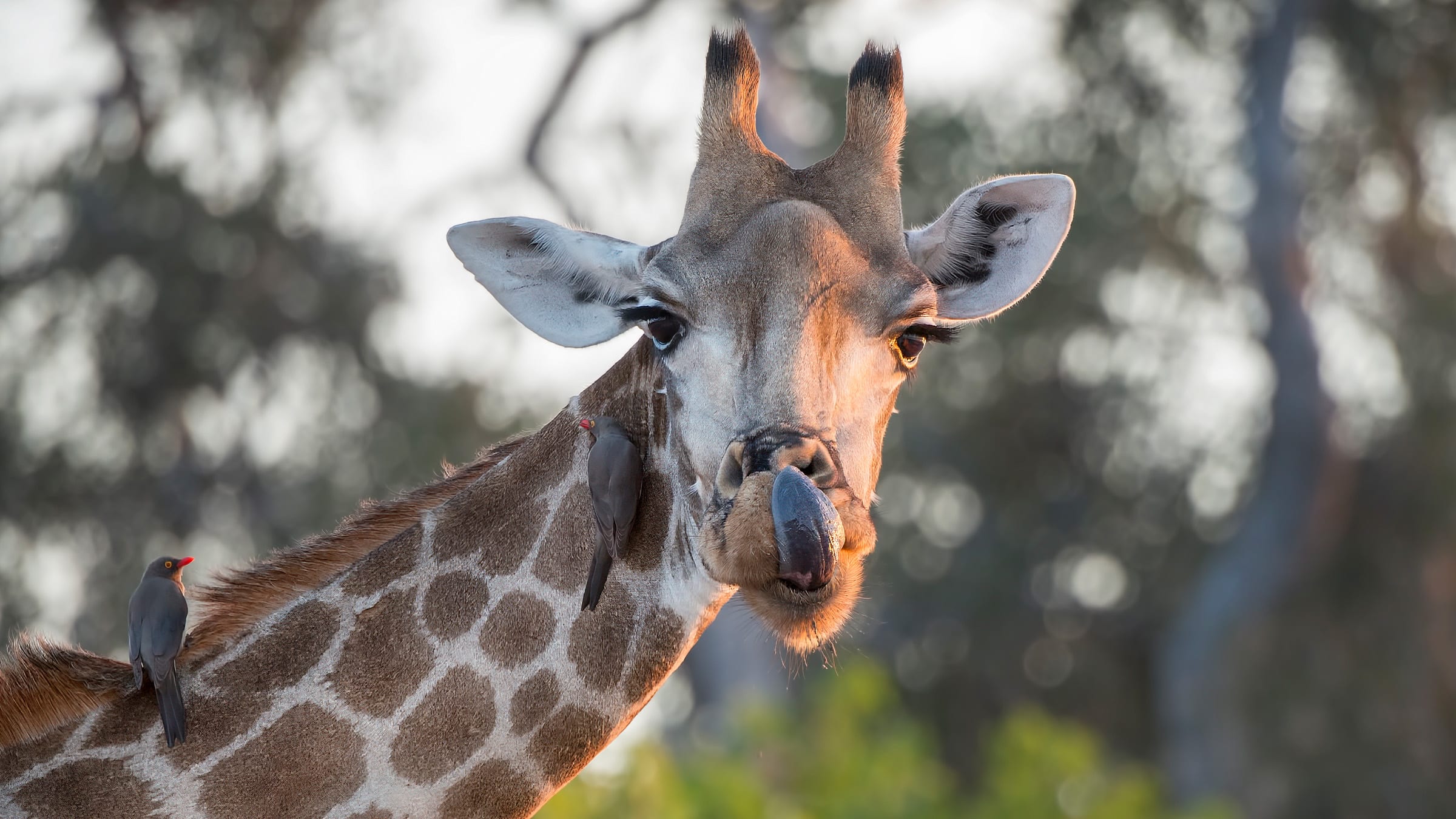 How long is a giraffe’s tongue? What color is it? - Giraffe ...