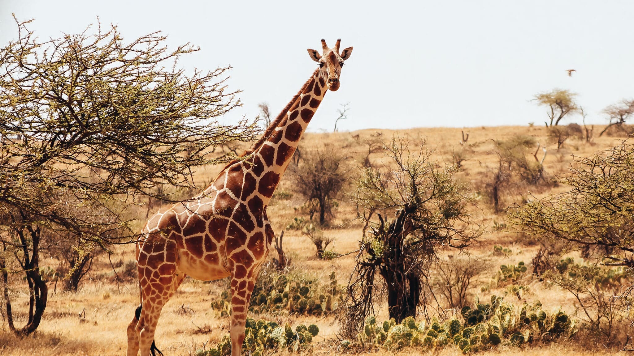 Reticulated Giraffe Giraffe Conservation Foundation reticulated-giraffe-giraffe-conservation-foundation