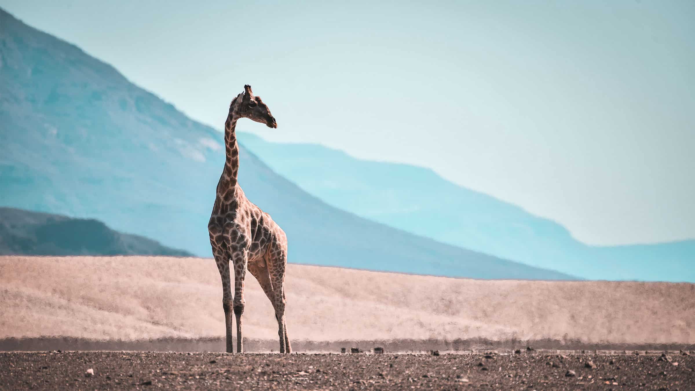 14 Fascinating Facts About Giraffe Giraffe Conservation Foundation 14-fascinating-facts-about-giraffe-giraffe-conservation-foundation