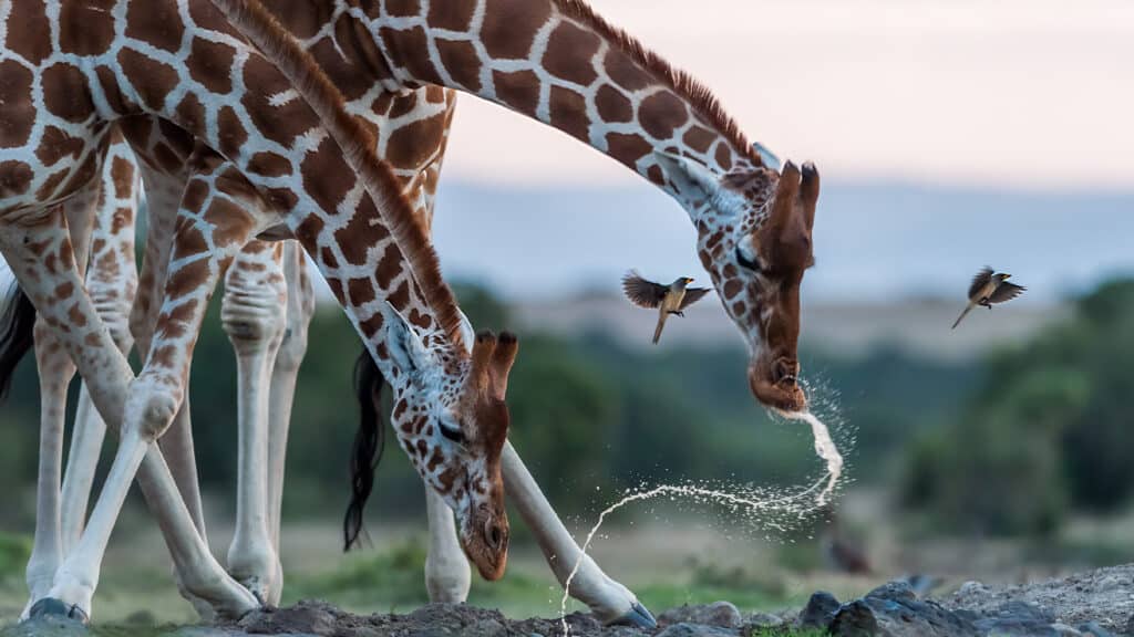 What do giraffe eat? - Giraffe Conservation Foundation