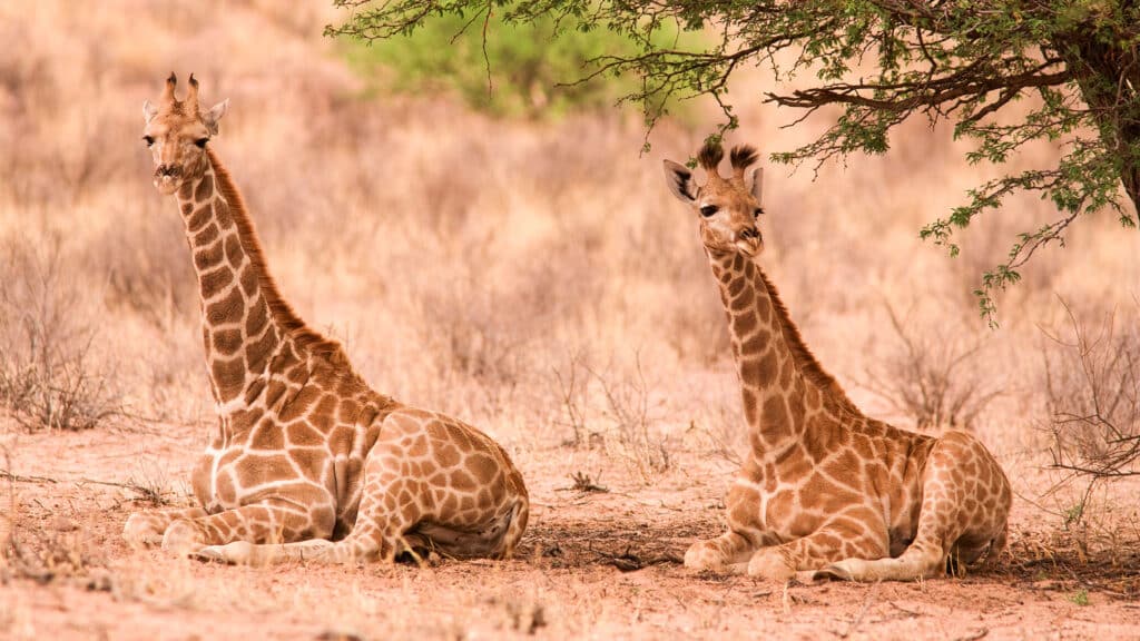 What do giraffe eat? - Giraffe Conservation Foundation