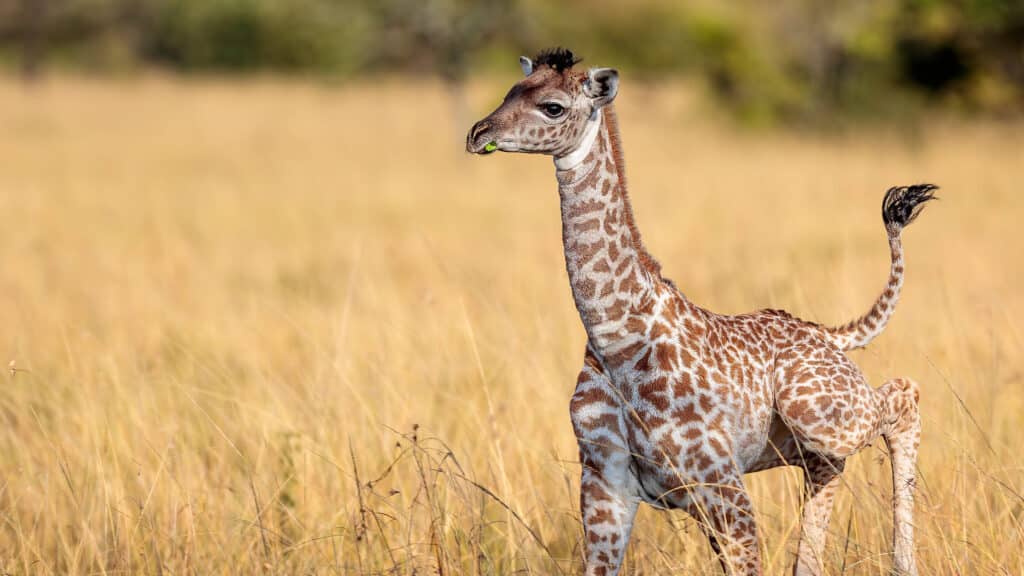 Are there different types of giraffe? - Giraffe Conservation Foundation