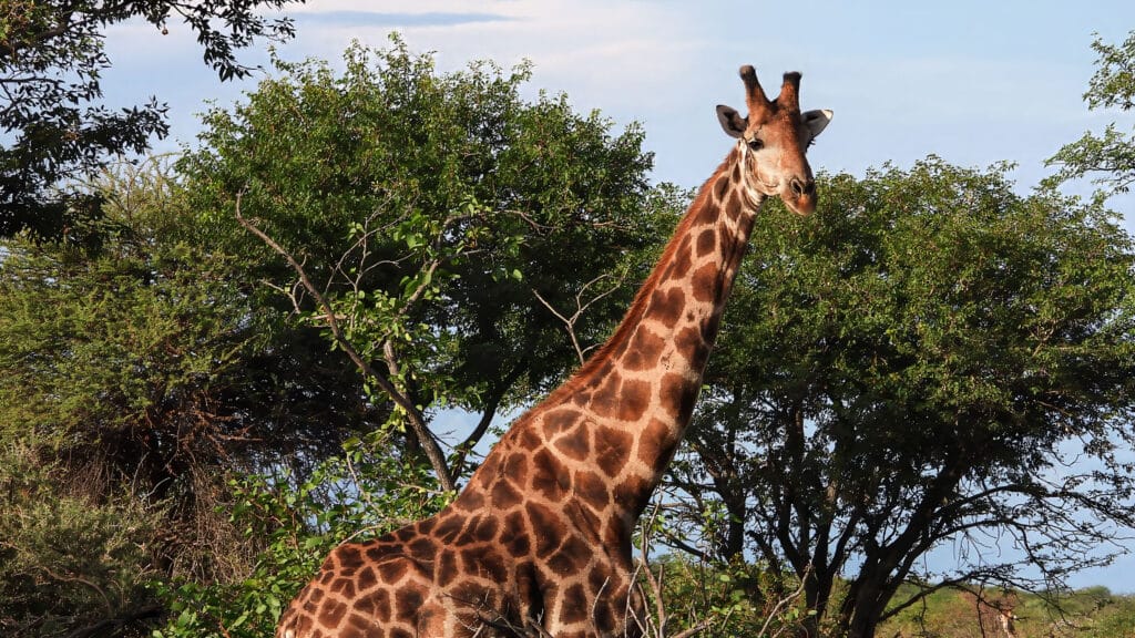 What do giraffe eat? - Giraffe Conservation Foundation